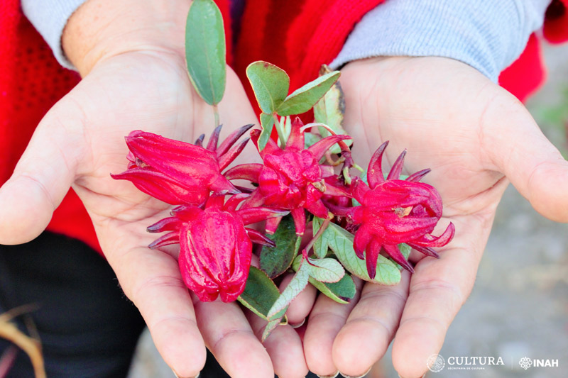 81 Flor de jamaica Cortesia Proyecto Nacional de Cocinas en Mexico