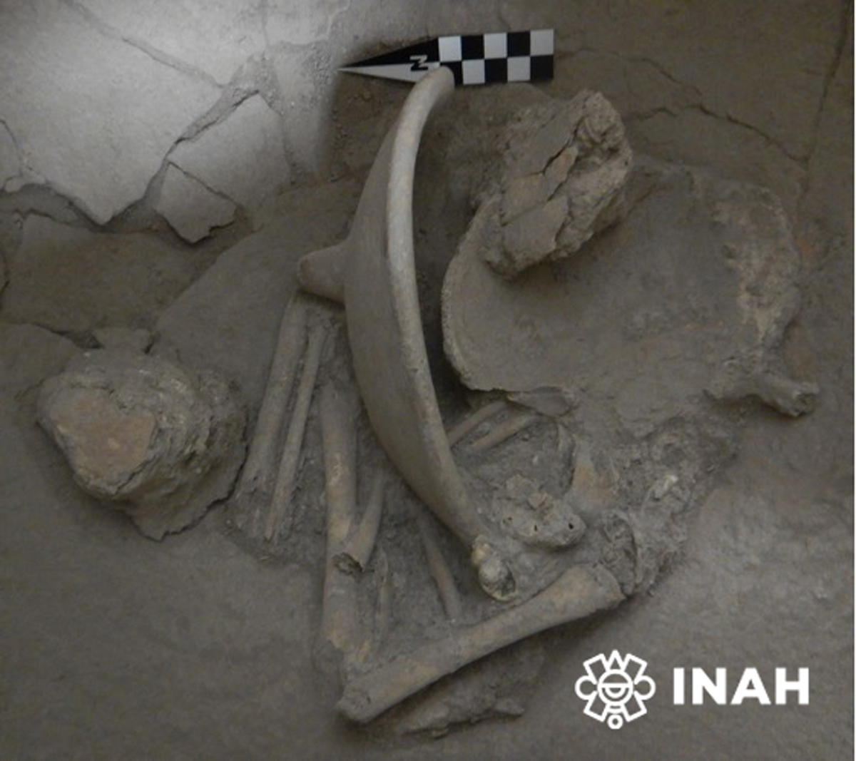 Ya se han examinado tres urnas; en dos se identificaron restos óseos de infantes, acompañados de ofrendas cerámicas y huesos de adultos. Foto: Julián del Castillo.